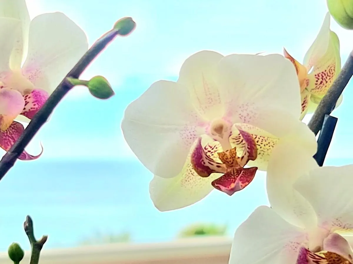 Sunrise Sea Views Eco Apartment With Swimming Pool Mijas